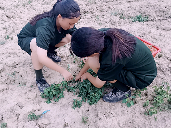 学生在特训学校劳动基地采摘野菜(图4)